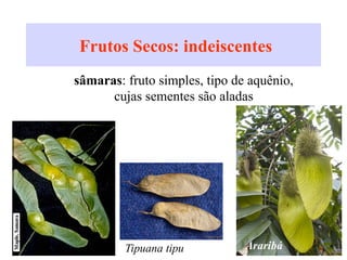 Frutos Secos: indeiscentes
A.sâmaras: fruto simples, tipo de aquênio,
cujas sementes são aladas
Tipuana tipu Araribá
 