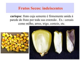 Frutos Secos: indeiscentes
A.
cariopse: fruto cuja semente é firmemente unida à
parede do fruto por toda sua extensão . Ex.: cereais
como milho, arroz, trigo, centeio, etc.
 