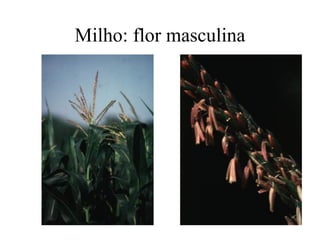 Milho: flor masculina
 