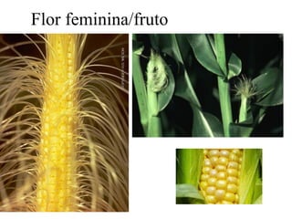 Flor feminina/fruto
 
