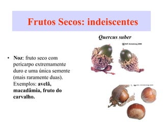 Frutos Secos: indeiscentes
•  Noz: fruto seco com
pericarpo extremamente
duro e uma única semente
(mais raramente duas).
Exemplos: avelã,
macadâmia, fruto do
carvalho.
Quercus suber
 