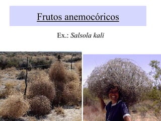 Frutos anemocóricos
Ex.: Salsola kali
 