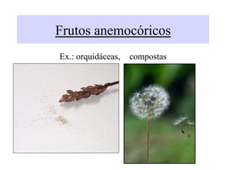 Frutos anemocóricos
Ex.: orquidáceas, compostas
 