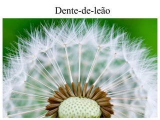 Dente-de-leão
 