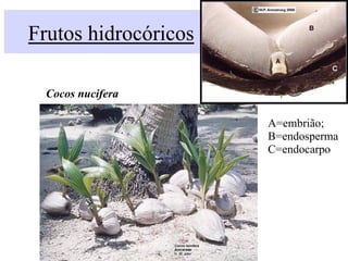 Frutos hidrocóricos
Cocos nucifera
A=embrião;
B=endosperma
C=endocarpo
 