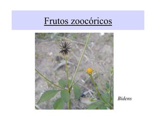 Frutos zoocóricos
Bidens
 