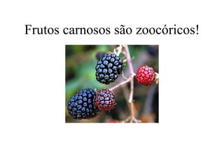 Frutos carnosos são zoocóricos!
 