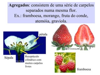 Agregados: consistem de uma série de carpelos
separados numa mesma flor.
Ex.: framboesa, morango, fruta do conde,
atemóia, graviola.
Sépala Receptáculo
cilíndrico com
muitos carpelos
livres
pétala
framboesa
 