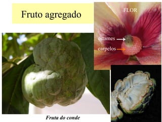 Fruto agregado
Fruta do conde
carpelos
estames
FLOR
 