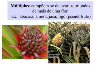 Múltiplos: compõem-se de ovários oriundos
de mais de uma flor.
Ex.: abacaxi, amora, jaca, figo (pseudofruto)
 