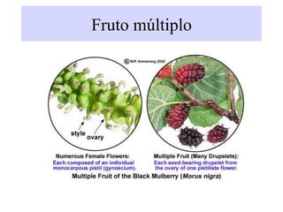 Fruto múltiplo
 