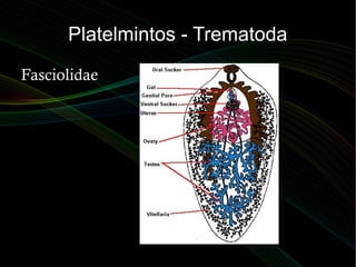 Platelmintos - TrematodaPlatelmintos - Trematoda
FasciolidaeFasciolidae
 