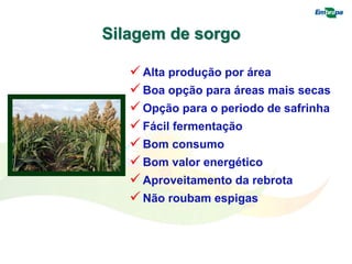 Silagem de sorgo
 Alta produção por área
 Boa opção para áreas mais secas
 Opção para o periodo de safrinha
 Fácil fermentação
 Bom consumo
 Bom valor energético
 Aproveitamento da rebrota
 Não roubam espigas
 