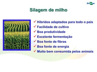 Silagem de milho
 Híbridos adaptados para todo o país
 Facilidade de cultivo
 Boa produtividade
 Excelente fermentação
 Boa fonte de fibras
 Boa fonte de energia
 Muito bem consumida pelos animais
 