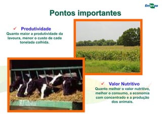 Pontos importantes
 Produtividade
Quanto maior a produtividade da
lavoura, menor o custo de cada
tonelada colhida.
 Valor Nutritivo
Quanto melhor o valor nutritivo,
melhor o consumo, a economia
com concentrado e a produção
dos animais.
 