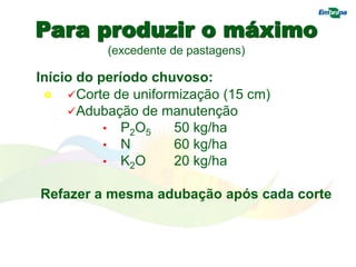 Para produzir o máximo
(excedente de pastagens)
o Correções no solo
Início do período chuvoso:
Corte de uniformização (15 cm)
Adubação de manutenção
• P2O5 50 kg/ha
• N 60 kg/ha
• K2O 20 kg/ha
Refazer a mesma adubação após cada corte
 
