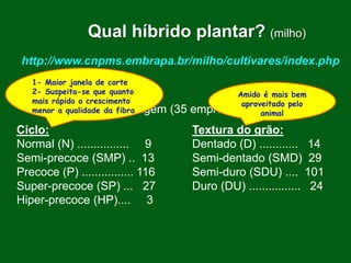 http://www.cnpms.embrapa.br/milho/cultivares/index.php
Safra 2012-2013
479 materiais comerciais
167 indicados para silagem (35 empresas)
Ciclo: Textura do grão:
Normal (N) ................ 9 Dentado (D) ............ 14
Semi-precoce (SMP) .. 13 Semi-dentado (SMD) 29
Precoce (P) ................ 116 Semi-duro (SDU) .... 101
Super-precoce (SP) ... 27 Duro (DU) ................ 24
Hiper-precoce (HP).... 3
Qual híbrido plantar? (milho)
1- Maior janela de corte
2- Suspeita-se que quanto
mais rápido o crescimento
menor a qualidade da fibra
Amido é mais bem
aproveitado pelo
animal
 