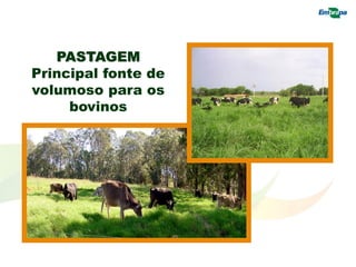 PASTAGEM
Principal fonte de
volumoso para os
bovinos
 