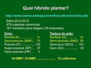 http://www.cnpms.embrapa.br/milho/cultivares/index.php
Safra 2012-2013
479 materiais comerciais
167 indicados para silagem (35 empresas)
Ciclo: Textura do grão:
Normal (N) ................ 9 Dentado (D) ............ 14
Semi-precoce (SMP) .. 13 Semi-dentado (SMD) 29
Precoce (P) ................ 116 Semi-duro (SDU) .... 101
Super-precoce (SP) ... 27 Duro (DU) ................ 24
Hiper-precoce (HP).... 3
N+SMP / D+SMD ...................... 12 cultivares
Qual híbrido plantar?
 
