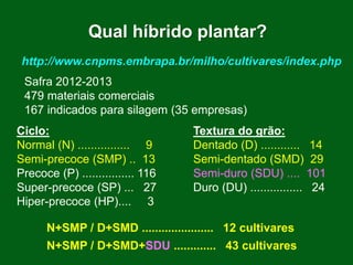 http://www.cnpms.embrapa.br/milho/cultivares/index.php
Safra 2012-2013
479 materiais comerciais
167 indicados para silagem (35 empresas)
Ciclo: Textura do grão:
Normal (N) ................ 9 Dentado (D) ............ 14
Semi-precoce (SMP) .. 13 Semi-dentado (SMD) 29
Precoce (P) ................ 116 Semi-duro (SDU) .... 101
Super-precoce (SP) ... 27 Duro (DU) ................ 24
Hiper-precoce (HP).... 3
N+SMP / D+SMD ...................... 12 cultivares
Qual híbrido plantar?
N+SMP / D+SMD+SDU ............. 43 cultivares
 