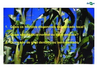 1. Quais os híbridos disponíveis no mercado local?
2. Quais são de ciclo normal ou semi-precoce?
3. Quais são de grão dentado ou semi-dentado?
 