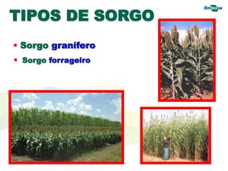 TIPOS DE SORGO
 Sorgo granífero
 Sorgo forrageiro
 