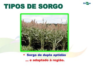 TIPOS DE SORGO
 Sorgo de dupla aptidão
... e adaptado à região.
 