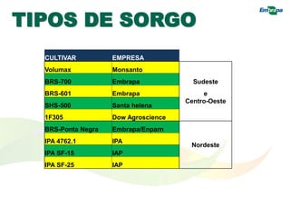 TIPOS DE SORGO
CULTIVAR EMPRESA
Volumax Monsanto
Sudeste
BRS-700 Embrapa
BRS-601 Embrapa e
SHS-500 Santa helena
Centro-Oeste
1F305 Dow Agroscience
BRS-Ponta Negra Embrapa/Enparn
Nordeste
IPA 4762.1 IPA
IPA SF-15 IAP
IPA SF-25 IAP
 