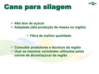 Cana para silagem
 Alto teor de açúcar
 Adaptada (alta produção de massa na região)
 Fibra de melhor qualidade
 Consultar produtores e técnicos da região
 Usar as mesmas variedades utilizadas pelas
usinas de álcool/açúcar da região
 