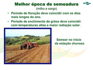 Melhor época de semeadura
(milho e sorgo)
• Período de floração deve coincidir com os dias
mais longos do ano.
• Período de enchimento de grãos deve coincidir
com temperaturas altas e maior radiação solar.
Semear no início
da estação chuvosa
 