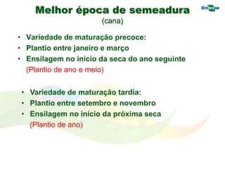 Melhor época de semeadura
(cana)
• Variedade de maturação precoce:
• Plantio entre janeiro e março
• Ensilagem no início da seca do ano seguinte
(Plantio de ano e meio)
• Variedade de maturação tardia:
• Plantio entre setembro e novembro
• Ensilagem no início da próxima seca
(Plantio de ano)
 