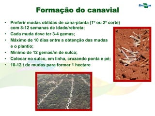 Formação do canavial
• Preferir mudas obtidas de cana-planta (1º ou 2º corte)
com 8-12 semanas de idade/rebrota;
• Cada muda deve ter 3-4 gemas;
• Máximo de 10 dias entre a obtenção das mudas
e o plantio;
• Mínimo de 12 gemas/m de sulco;
• Colocar no sulco, em linha, cruzando ponta e pé;
• 10-12 t de mudas para formar 1 hectare
 
