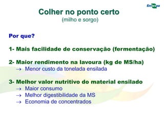 Colher no ponto certo
(milho e sorgo)
Por que?
1- Mais facilidade de conservação (fermentação)
2- Maior rendimento na lavoura (kg de MS/ha)
 Menor custo da tonelada ensilada
3- Melhor valor nutritivo do material ensilado
 Maior consumo
 Melhor digestibilidade da MS
 Economia de concentrados
 