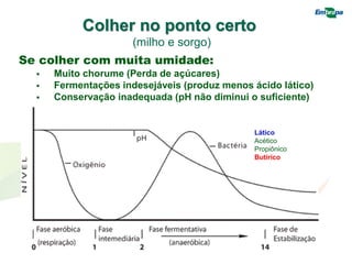 Se colher com muita umidade:
 Muito chorume (Perda de açúcares)
 Fermentações indesejáveis (produz menos ácido lático)
 Conservação inadequada (pH não diminui o suficiente)
Colher no ponto certo
(milho e sorgo)
Lático
Acético
Propiônico
Butírico
 