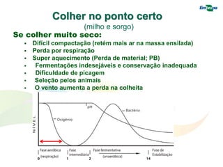 Se colher muito seco:
 Difícil compactação (retém mais ar na massa ensilada)
 Perda por respiração
 Super aquecimento (Perda de material; PB)
 Fermentações indesejáveis e conservação inadequada
 Dificuldade de picagem
 Seleção pelos animais
 O vento aumenta a perda na colheita
Colher no ponto certo
(milho e sorgo)
 