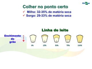 Colher no ponto certo
 Milho: 32-35% de matéria seca
 Sorgo: 29-33% de matéria seca
Enchimento
do
grão
Linha de leite
 