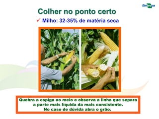 Colher no ponto certo
 Milho: 32-35% de matéria seca
Quebra a espiga ao meio e observa a linha que separa
a parte mais líquida da mais consistente.
No caso de dúvida abra o grão.
 