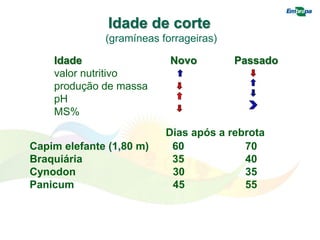 Idade de corte
(gramíneas forrageiras)
Idade Novo Passado
valor nutritivo
produção de massa
pH
MS%
Capim elefante (1,80 m) 60 70
Braquiária 35 40
Cynodon 30 35
Panicum 45 55
Dias após a rebrota
 