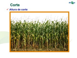 Corte
 Altura de corte
 