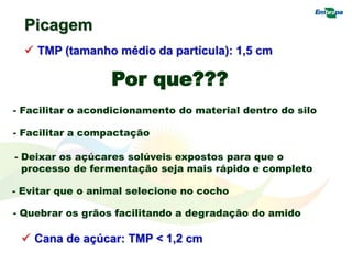 Picagem
 TMP (tamanho médio da partícula): 1,5 cm
- Facilitar o acondicionamento do material dentro do silo
- Facilitar a compactação
- Deixar os açúcares solúveis expostos para que o
processo de fermentação seja mais rápido e completo
- Evitar que o animal selecione no cocho
- Quebrar os grãos facilitando a degradação do amido
Por que???
 Cana de açúcar: TMP < 1,2 cm
 