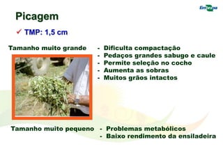 Picagem
 TMP: 1,5 cm
Tamanho muito pequeno - Problemas metabólicos
- Baixo rendimento da ensiladeira
Tamanho muito grande - Dificulta compactação
- Pedaços grandes sabugo e caule
- Permite seleção no cocho
- Aumenta as sobras
- Muitos grãos intactos
 
