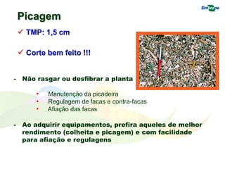 Picagem
 TMP: 1,5 cm
 Corte bem feito !!!
- Não rasgar ou desfibrar a planta
• Manutenção da picadeira
• Regulagem de facas e contra-facas
• Afiação das facas
- Ao adquirir equipamentos, prefira aqueles de melhor
rendimento (colheita e picagem) e com facilidade
para afiação e regulagens
 