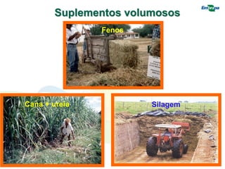 Fenos
Cana + ureia Silagem
Suplementos volumosos
 