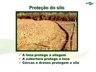 Proteção do silo
 A lona protege a silagem
 A cobertura protege a lona
 Cercas e drenos protegem o silo
 