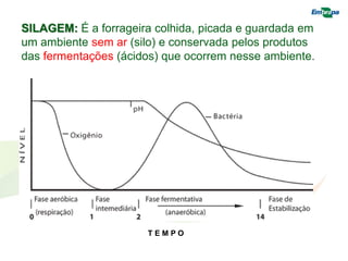 SILAGEM: É a forrageira colhida, picada e guardada em
um ambiente sem ar (silo) e conservada pelos produtos
das fermentações (ácidos) que ocorrem nesse ambiente.
T E M P O
 