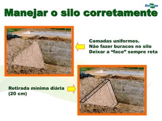 Manejar o silo corretamente
Camadas uniformes.
Não fazer buracos no silo
Deixar a “face” sempre reta
Retirada mínima diária
(20 cm)
 