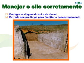 Manejar o silo corretamente
 Proteger a silagem do sol e da chuva
 Entrada sempre limpa para facilitar o descarregamento
 