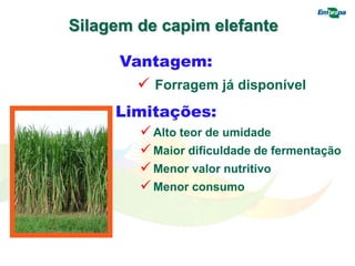 Silagem de capim elefante
Vantagem:
 Forragem já disponível
($)
Limitações:
 Alto teor de umidade
 Maior dificuldade de fermentação
 Menor valor nutritivo
 Menor consumo
 