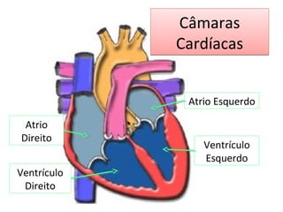 Válvulas CardíacasVálvulas Cardíacas
 