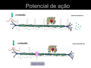 Potencial de ação


 